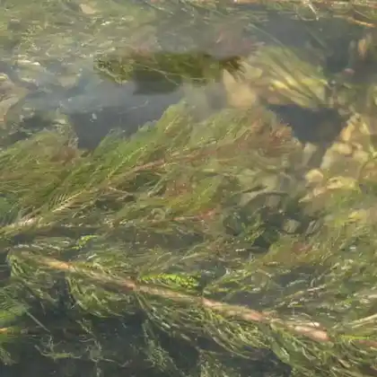 Foto von Ähriges Tausendblatt (Myriophyllum spicatum)