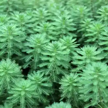 Foto von Quirliges Tausendblatt (Myriophyllum verticillatum)