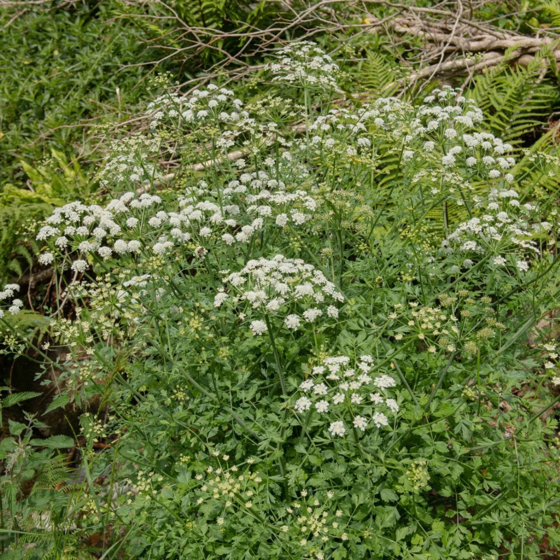 Süßdolde (Myrrhis odorata)