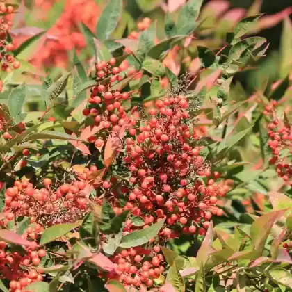 Foto von Himmelsbambus (Nandina domestica)