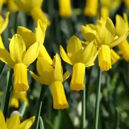 Foto von Alpenveilchen-Narzisse (Narcissus cyclamineus)