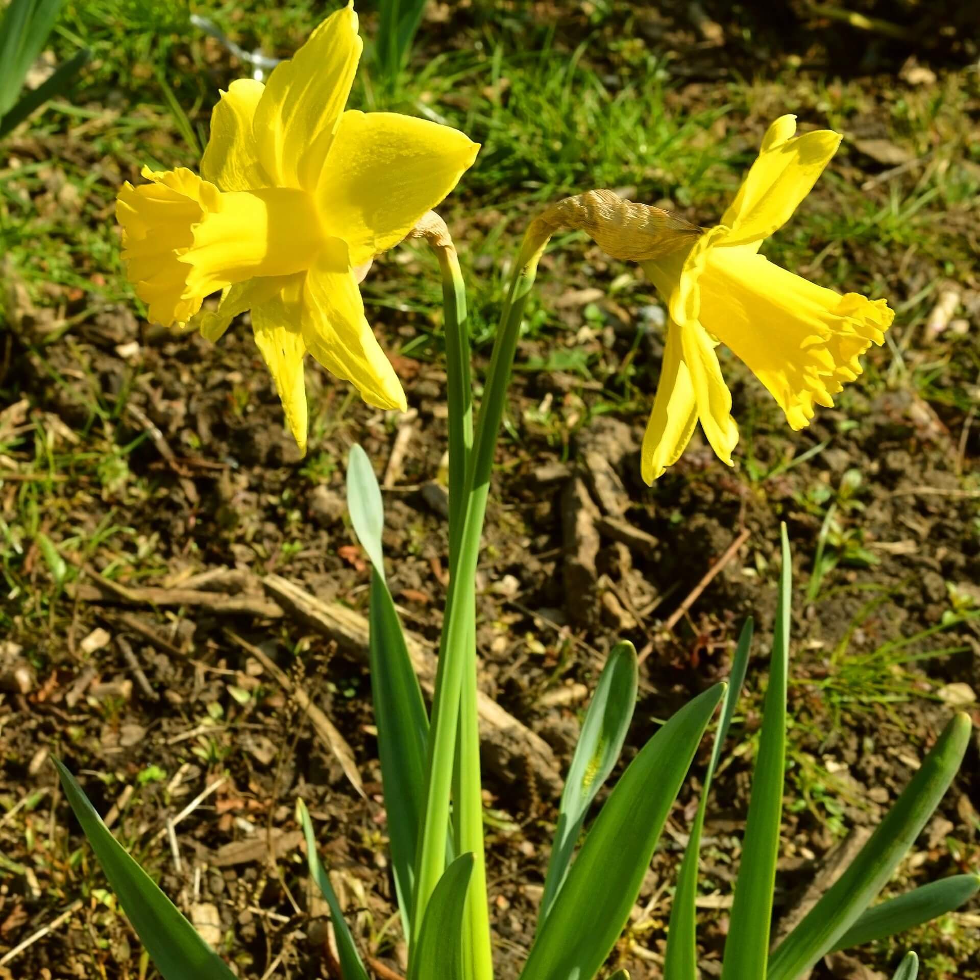 Cyclamineus-Narzisse 'February Gold' (Narcissus cyclamineus 'February Gold')