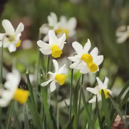 Foto von Cyclamineus-Narzisse 'Jack Snipe' (Narcissus cyclamineus 'Jack Snipe')