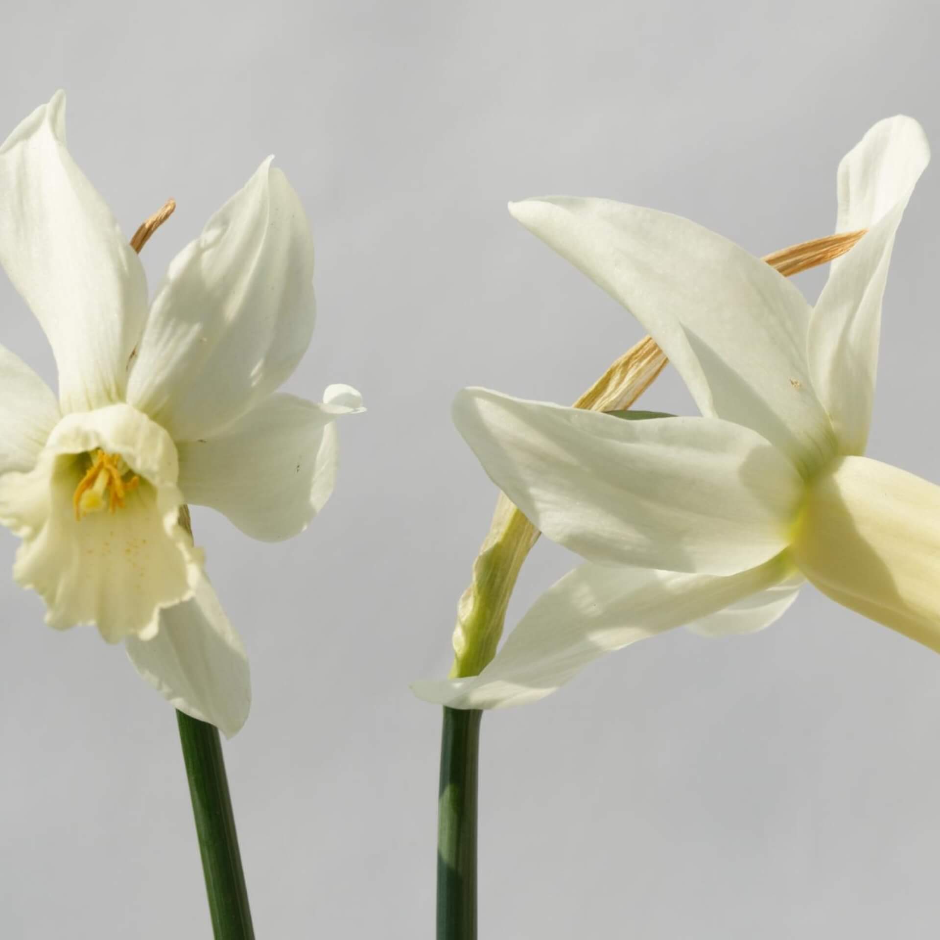 Cyclamineus-Narzisse 'Jenny' (Narcissus cyclamineus 'Jenny')