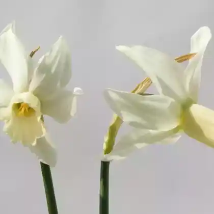 Foto von Cyclamineus-Narzisse 'Jenny' (Narcissus cyclamineus 'Jenny')