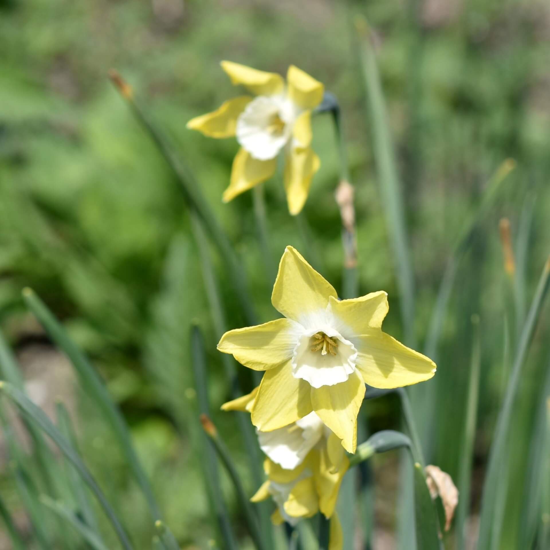 Narzisse Jonquilla 'Pipit' (Narcissus jonquilla 'Pipit')