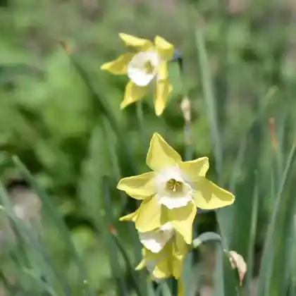 Foto von Narzisse Jonquilla 'Pipit' (Narcissus jonquilla 'Pipit')