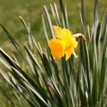Foto von Trompeten-Narzisse (Narcissus obvallaris)