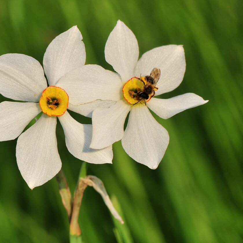 DichterNarzisse / Narcissus poeticus