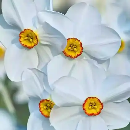 Foto von Dichter-Narzisse (Narcissus poeticus)