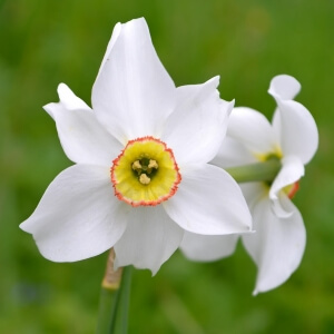 DichterNarzisse / Narcissus poeticus