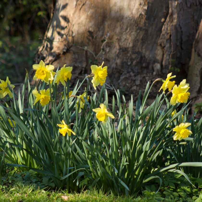 Gelbe Narzisse / Narcissus pseudonarcissus
