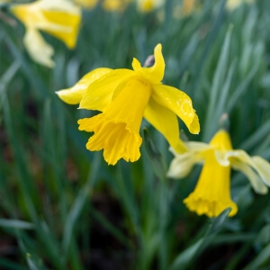DichterNarzisse / Narcissus poeticus