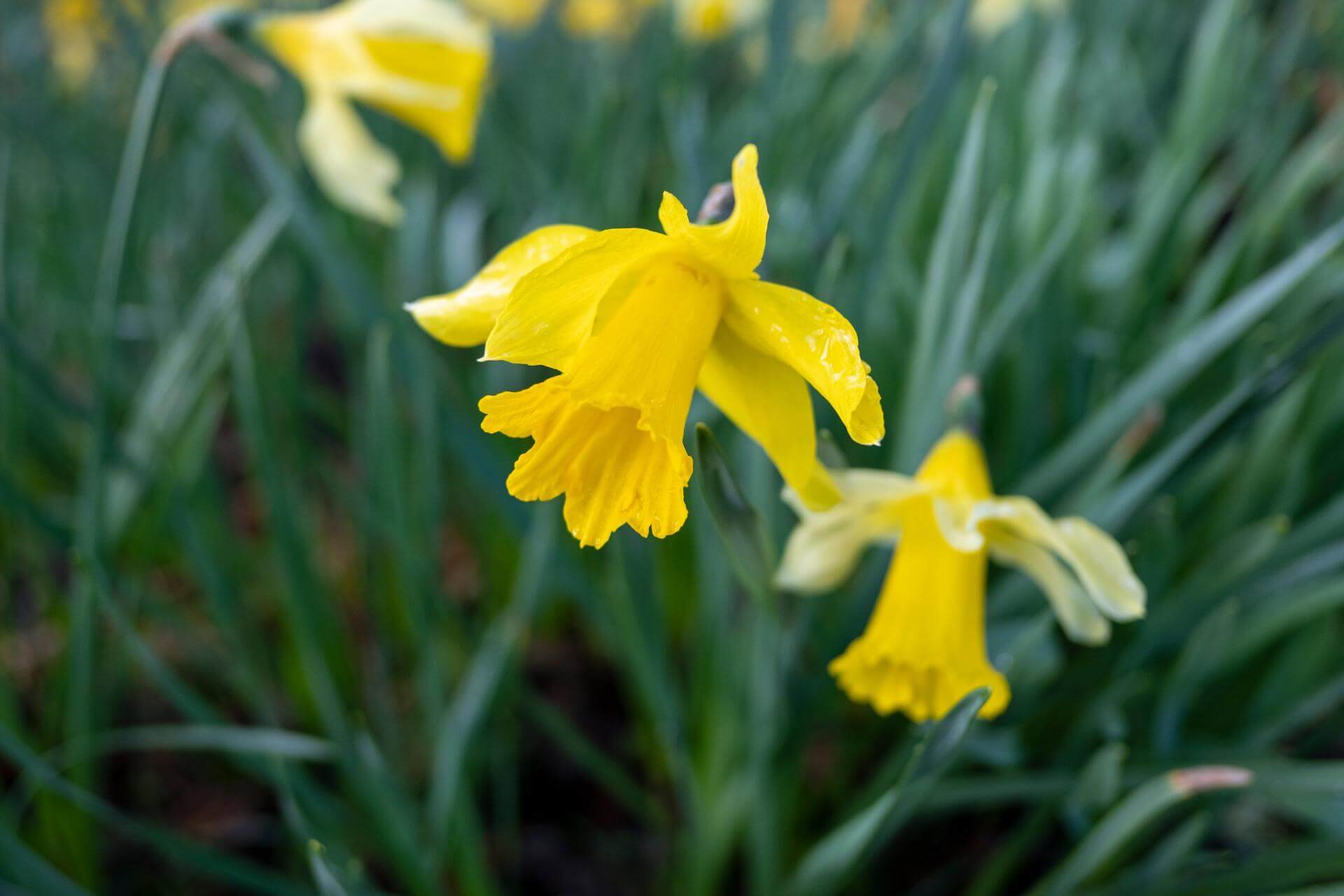 Gelbe Narzisse / Narcissus pseudonarcissus