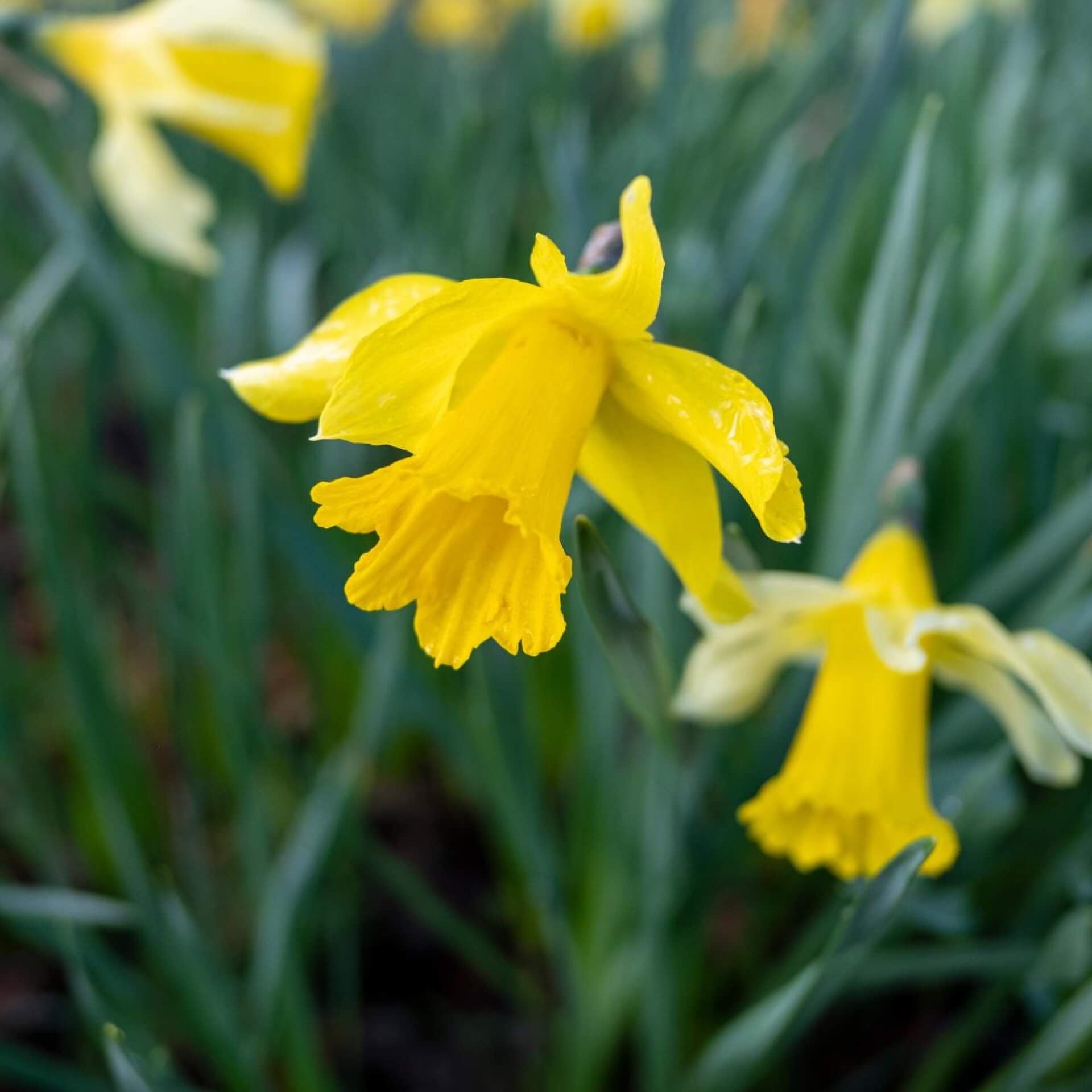 Gelbe Narzisse (Narcissus pseudonarcissus)