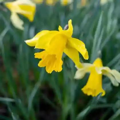 Foto von Gelbe Narzisse (Narcissus pseudonarcissus)