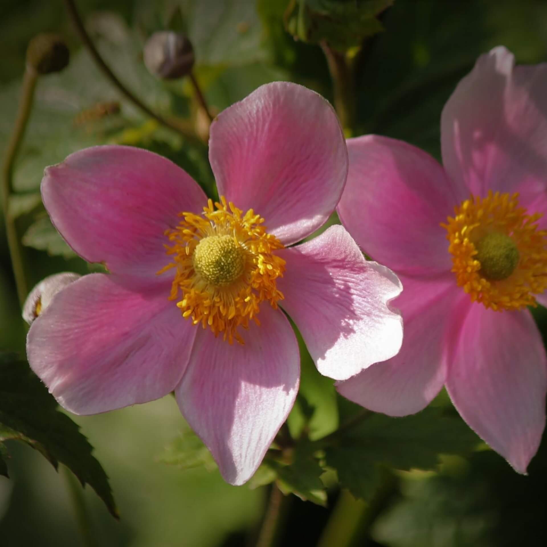 Japan-Herbst-Anemone 'Splendens' (Anemone hupehensis 'Splendens')