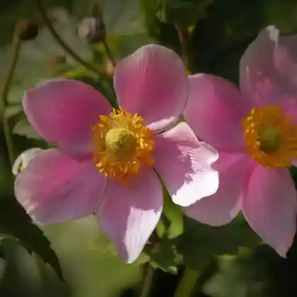 Foto von Japan-Herbst-Anemone 'Splendens' (Eriocapitella hupehensis 'Splendens')