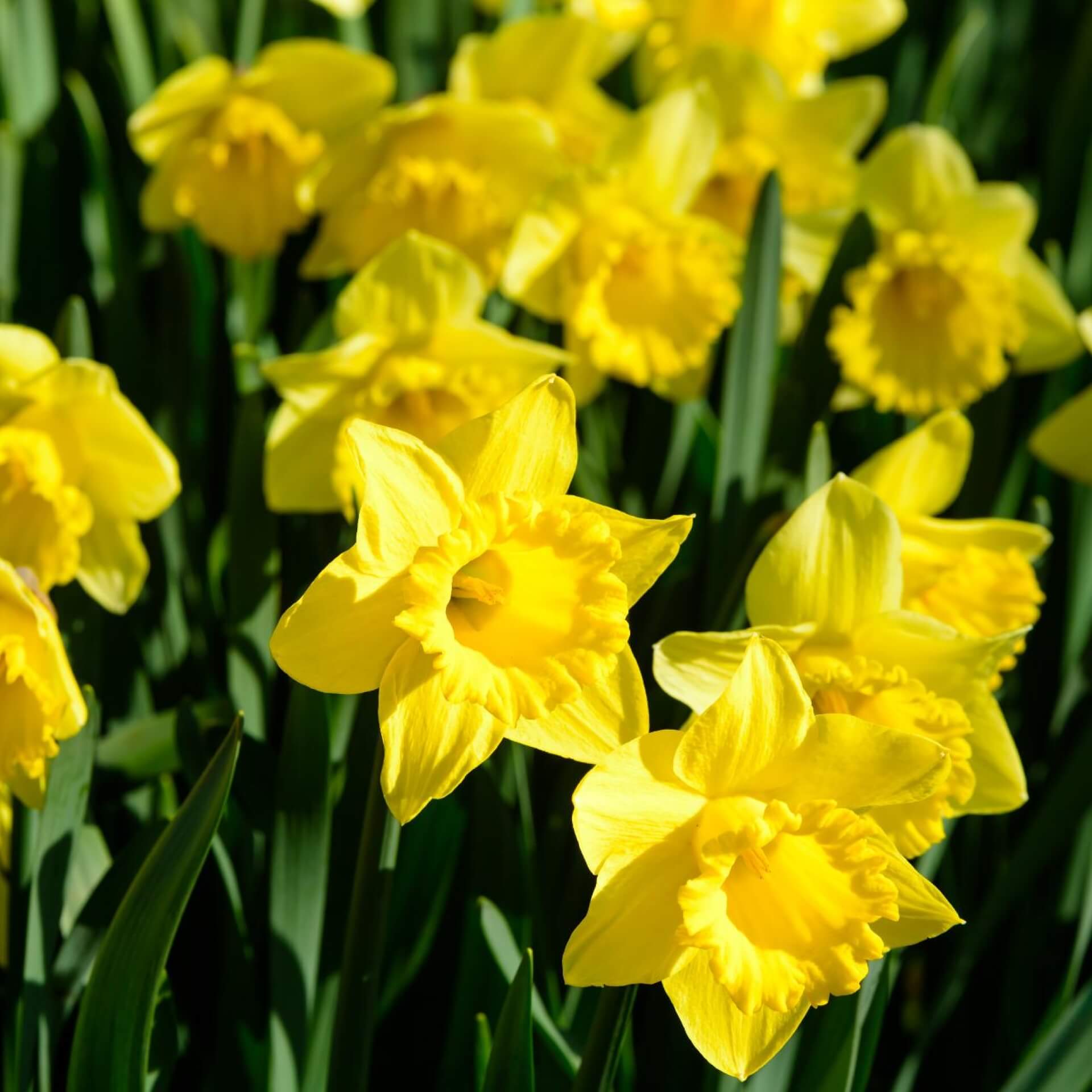 Osterglocke 'Golden Harvest' (Narcissus pseudonarcissus 'Golden Harvest')