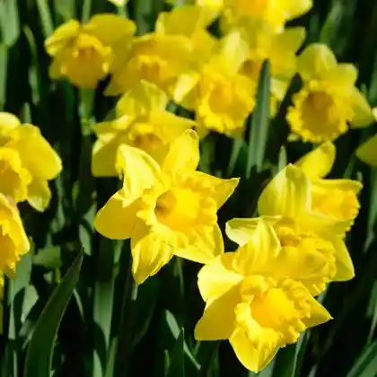 Foto von Osterglocke 'Golden Harvest' (Narcissus pseudonarcissus 'Golden Harvest')
