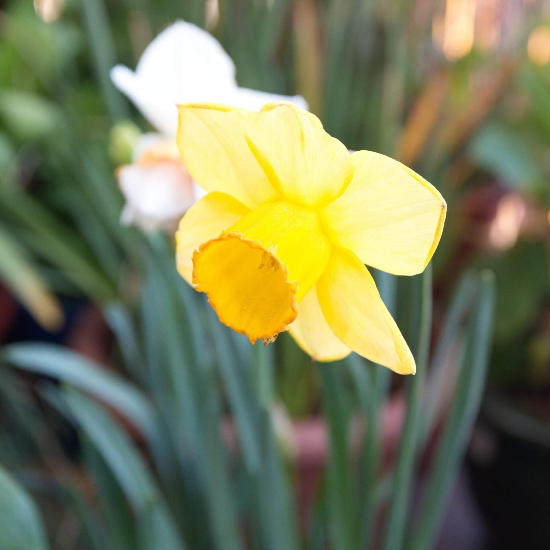 Osterglocke 'King Alfred' (Narcissus pseudonarcissus 'King Alfred')