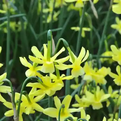 Foto von Narzisse (Narcissus triandrus 'Hawera')