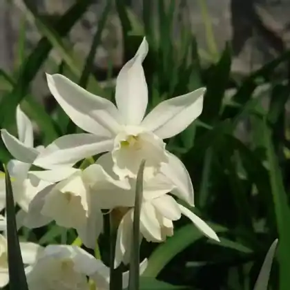 Foto von Engelstränen-Narzisse (Narcissus triandrus 'Thalia')