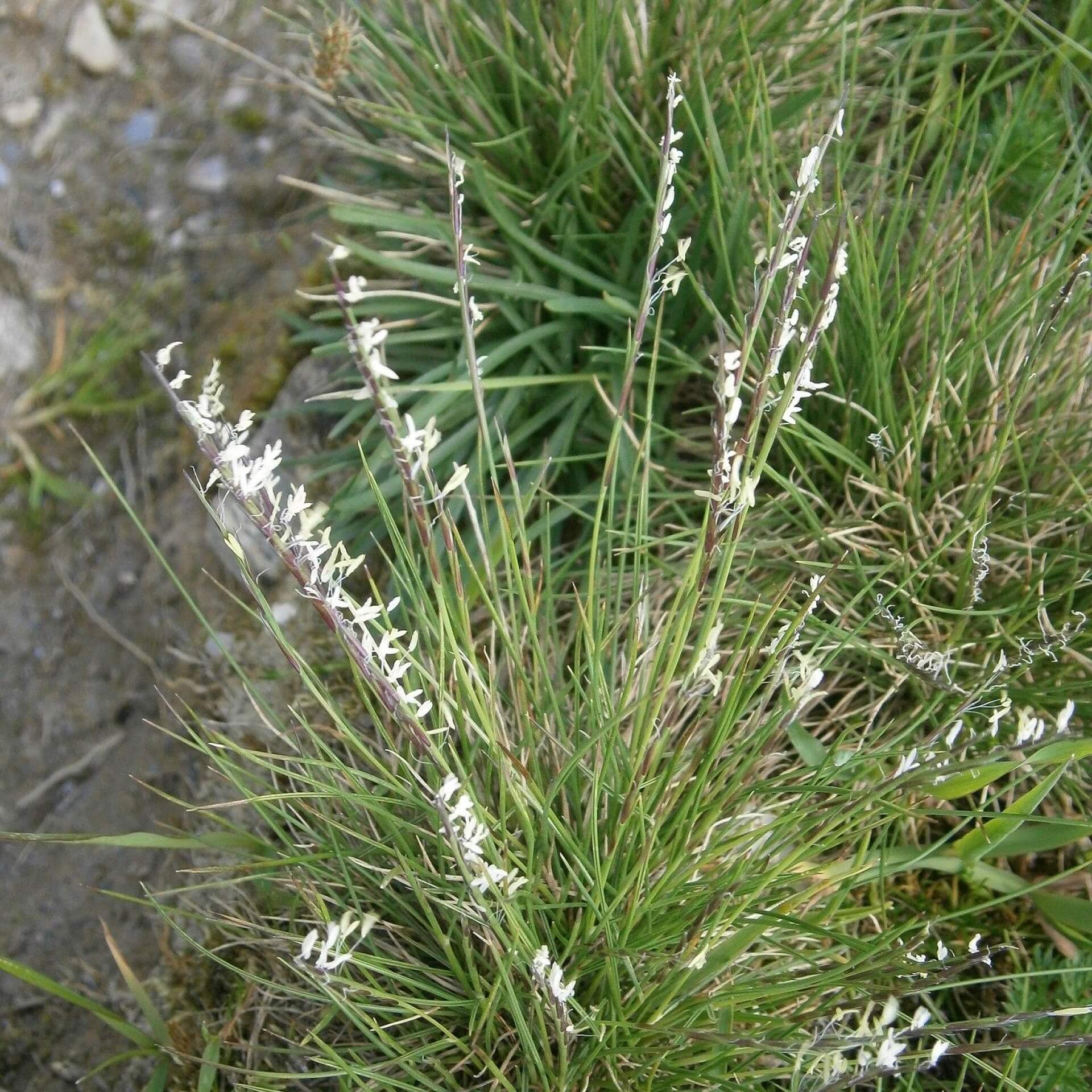 Borstgras (Nardus stricta)