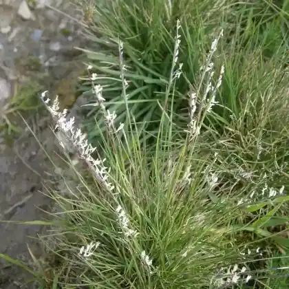 Foto von Borstgras (Nardus stricta)