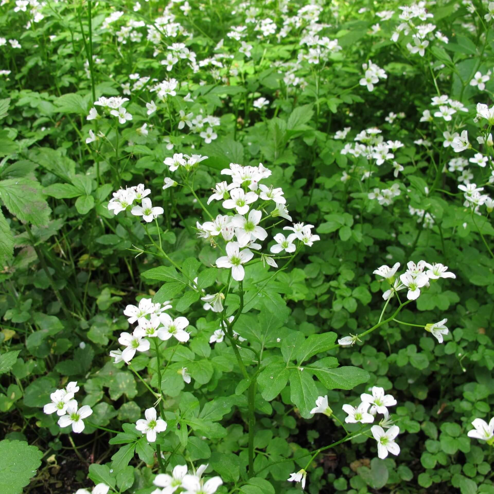 Gewöhnliche Brunnenkresse (Nasturtium officinale)