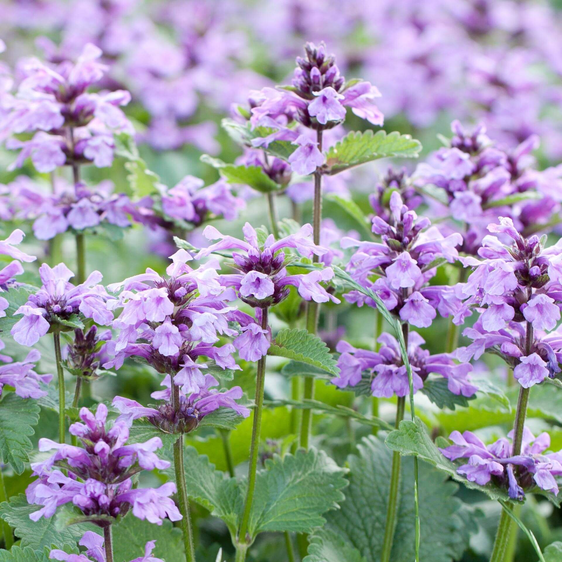 Katzenminze (Nepeta cataria)