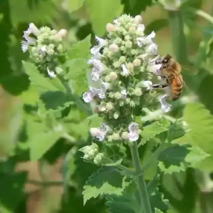 Foto von Katzenminze (Nepeta cataria)