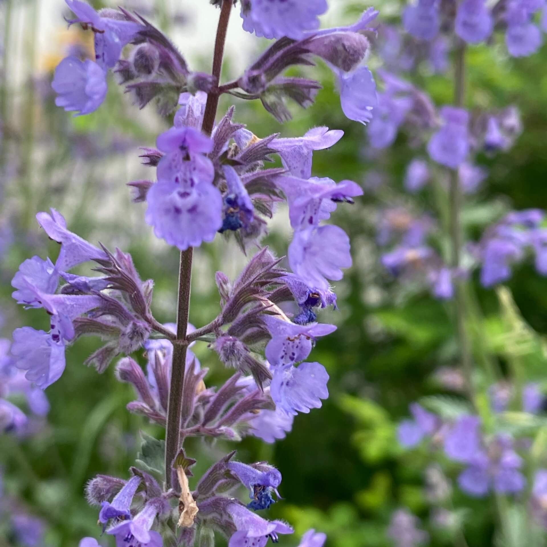 Großblütige Katzenminze (Nepeta grandiflora)