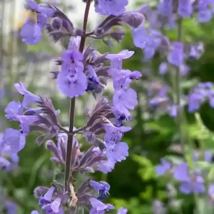 Foto von Großblütige Katzenminze (Nepeta grandiflora)