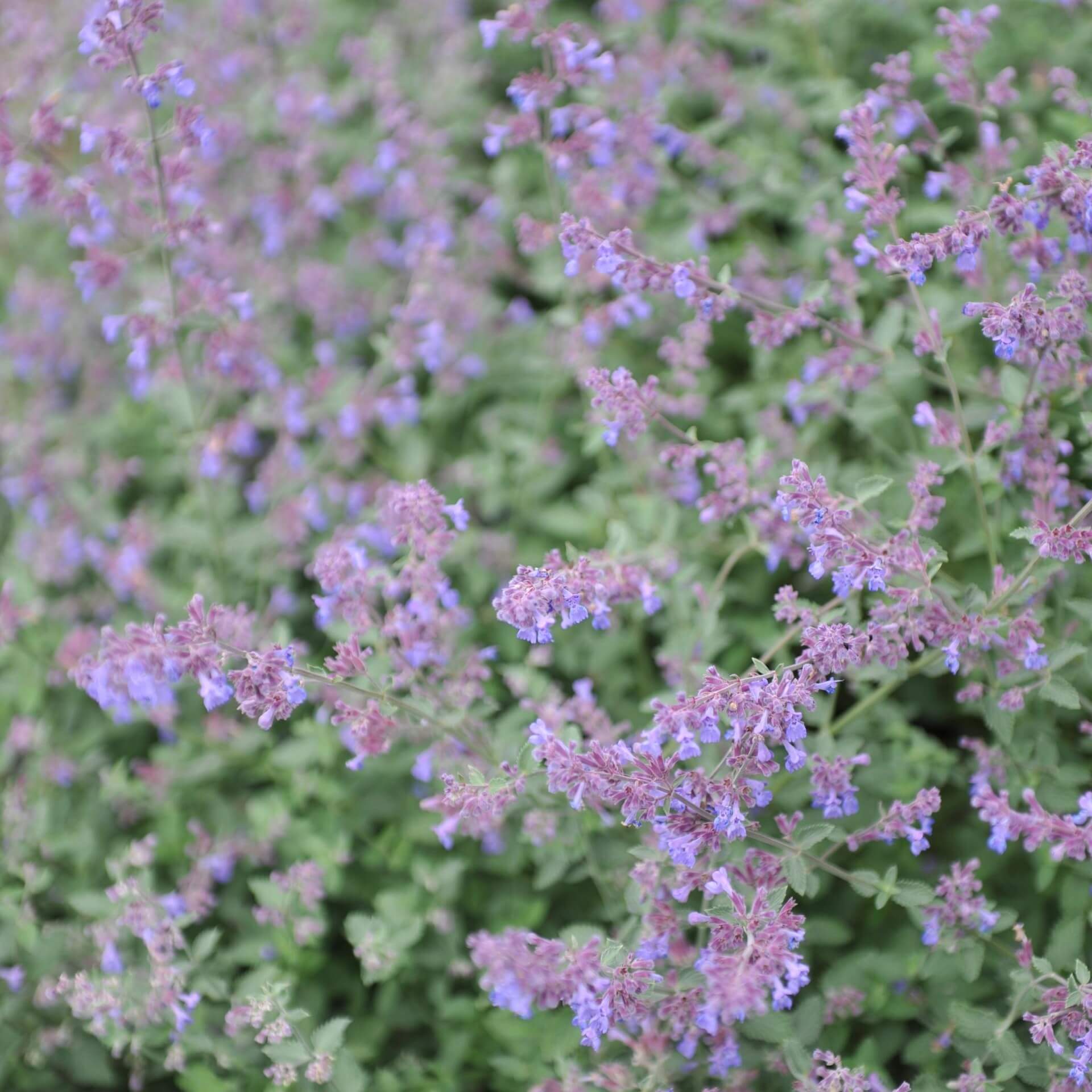 Großblütige Katzenminze 'Blue Danube' (Nepeta grandiflora 'Blue Danube')