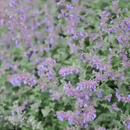 Foto von Großblütige Katzenminze 'Blue Danube' (Nepeta grandiflora 'Blue Danube')