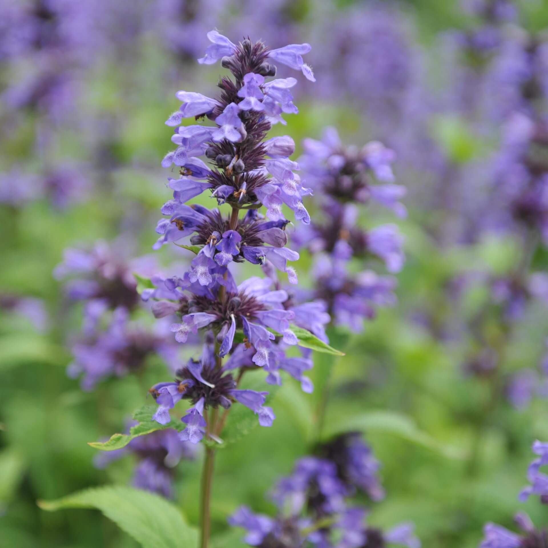 Großblütige Katzenminze (Nepeta kubanica)