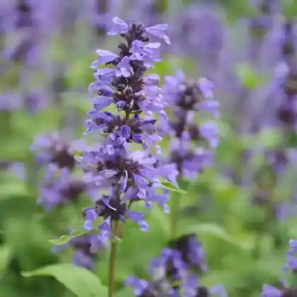 Foto von Großblütige Katzenminze (Nepeta kubanica)