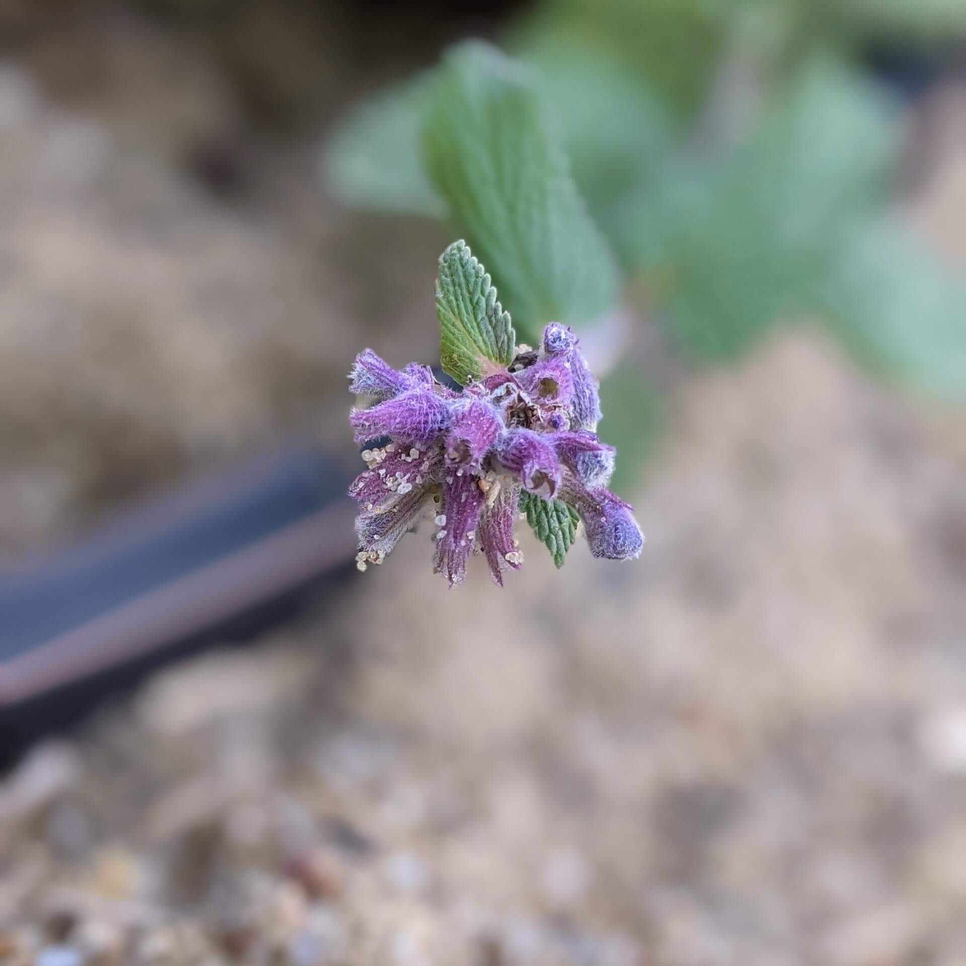 Zitronige Katzenminze (Nepeta racemosa 'Odeur Citron')