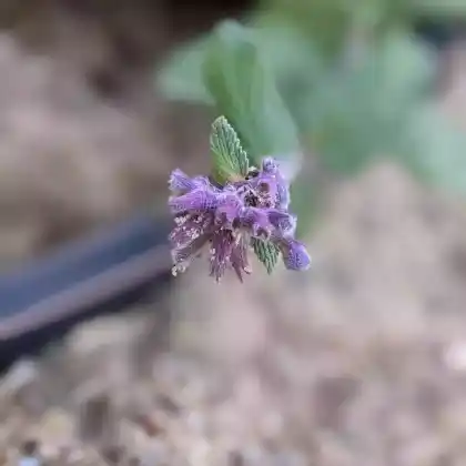 Foto von Zitronige Katzenminze (Nepeta racemosa 'Odeur Citron')