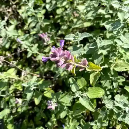Foto von Trauben-Katzenminze Superba' (Nepeta racemosa 'Superba')