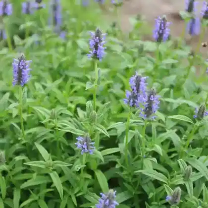 Foto von Geaderte Katzenminze (Nepeta nervosa)