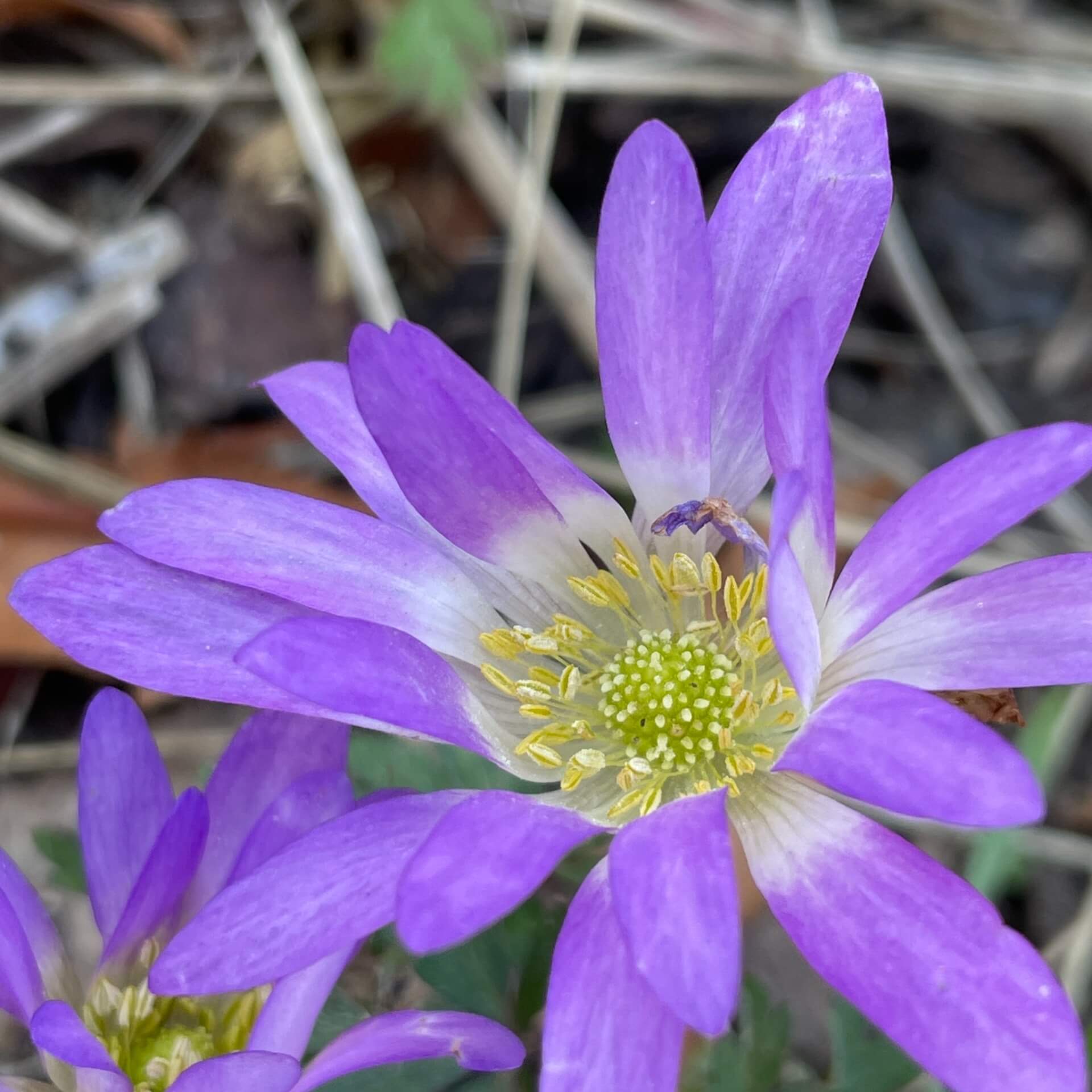 Blaue Anemone (Anemone blanda)