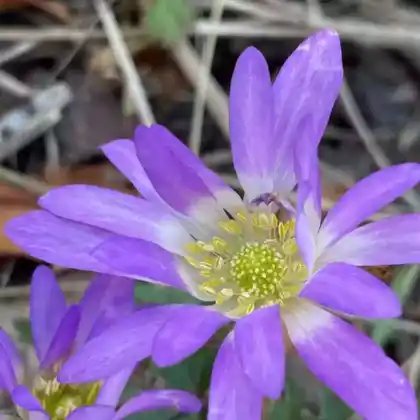 Foto von Blaue Anemone (Anemone blanda)