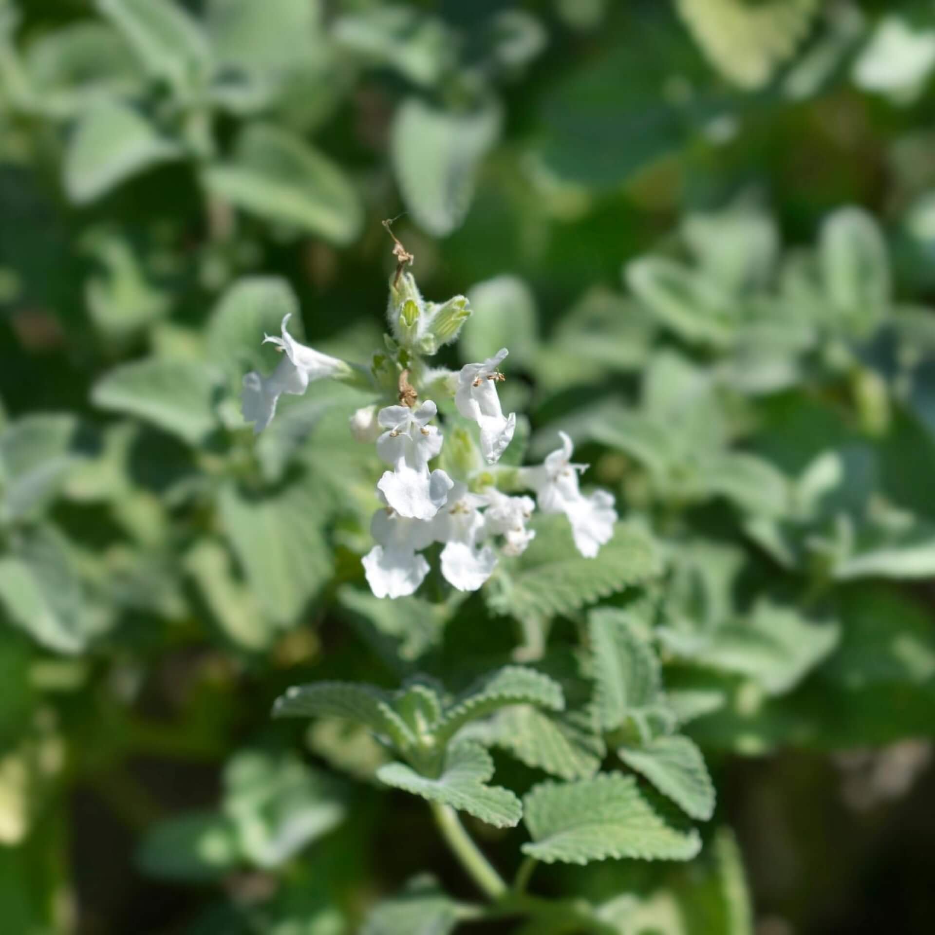 Trauben-Katzenminze 'Snowflake' (Nepeta racemosa 'Snowflake')