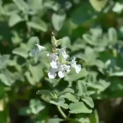 Foto von Trauben-Katzenminze 'Snowflake' (Nepeta racemosa 'Snowflake')