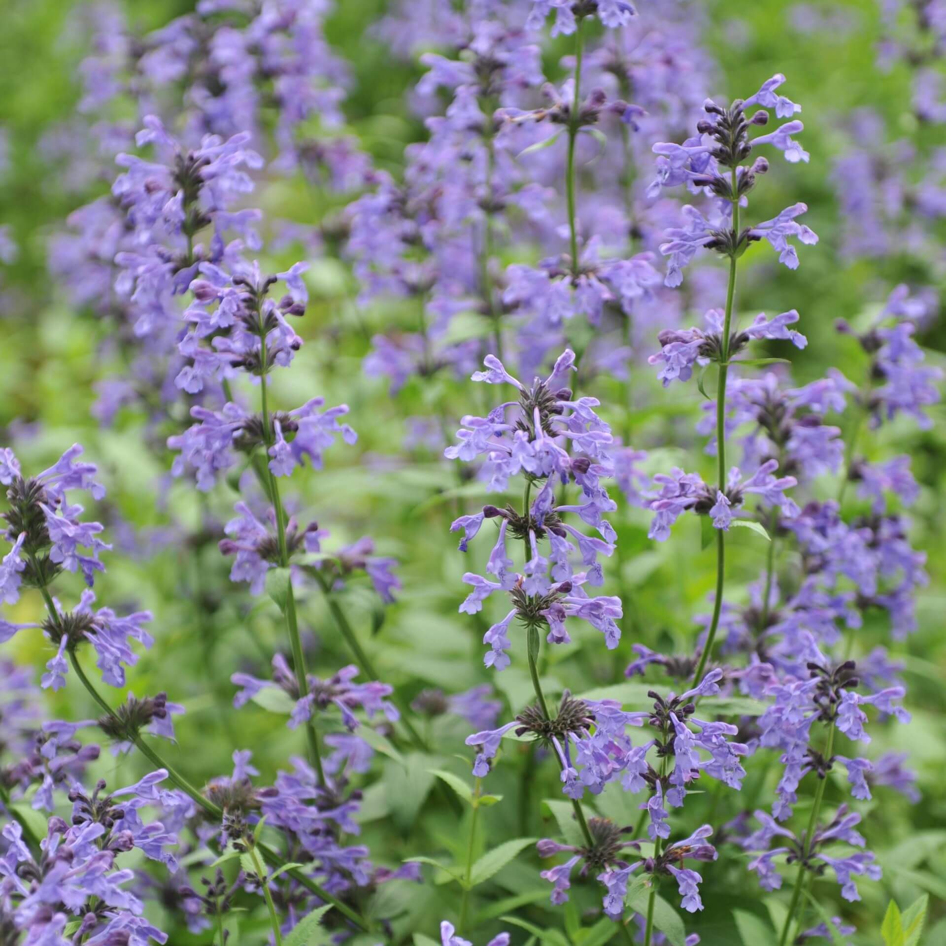 Sibirische Katzenminze (Nepeta sibirica)