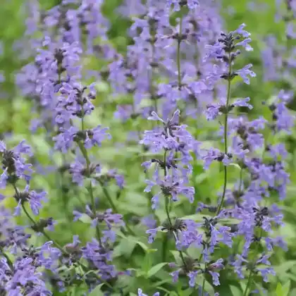 Foto von Sibirische Katzenminze (Nepeta sibirica)