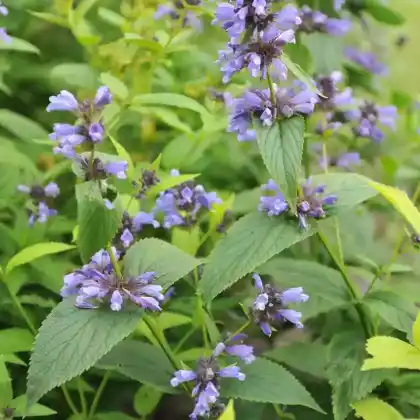 Foto von Sitzende Katzenminze (Nepeta subsessilis)