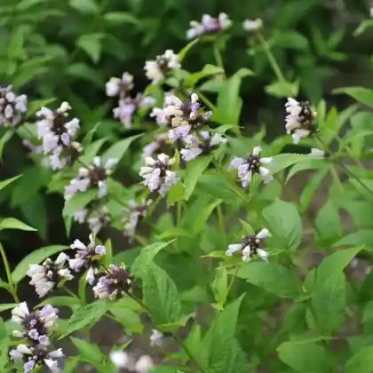 Foto von Sitzende Katzenminze 'Sweet Dreams' (Nepeta subsessilis 'Sweet Dreams')